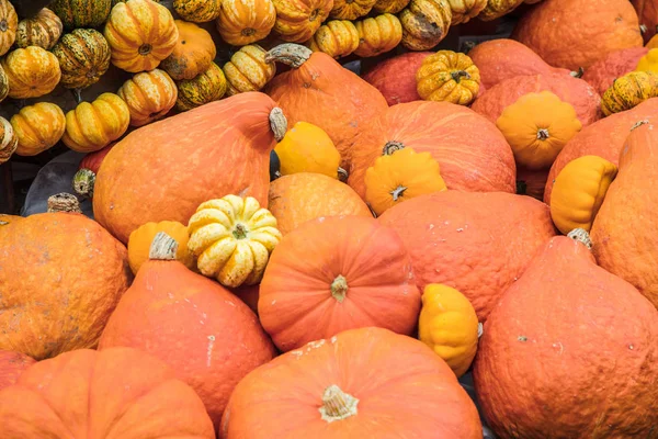 Calabazas Mercado Agricultores Alemania Concepto Cosecha Acción Gracias — Foto de Stock