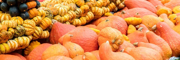 Calabazas Mercado Agricultores Alemania Concepto Cosecha Acción Gracias —  Fotos de Stock