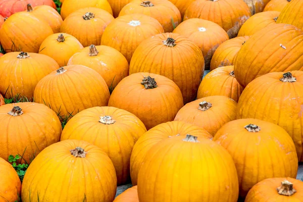 Calabazas Mercado Agricultores Alemania Concepto Cosecha Acción Gracias — Foto de Stock