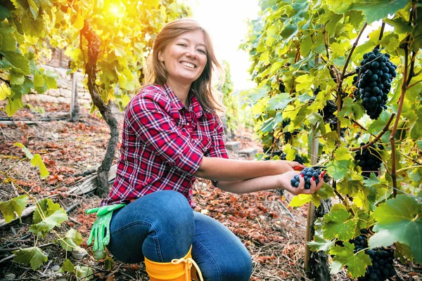屋外の畑でブドウを収穫の美しい若い女性 — ストック写真