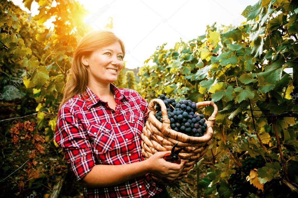 Beautiful young woman harvesting grapes outdoors in vineyard