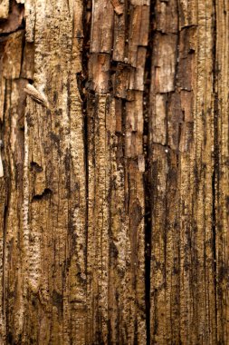  Kahve çekirdekleri - tahıl kazık detay