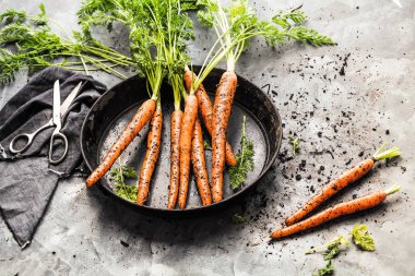Taze havuç beton arka plan üzerinde yeşil yaprakları ile demet. Sebze. Gıda