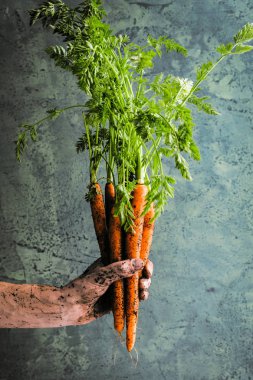 Taze havuç beton arka plan üzerinde yeşil yaprakları ile demet. Sebze. Gıda