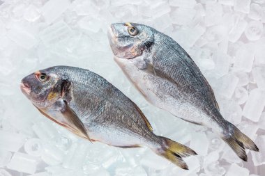 taze çiğ balık, yakın çekim