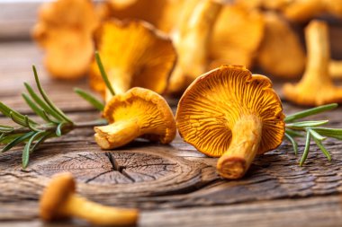 Mantar chanterelles, yakın çekim