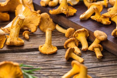 Mantar chanterelles, yakın çekim
