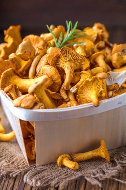 Mantar chanterelles, yakın çekim