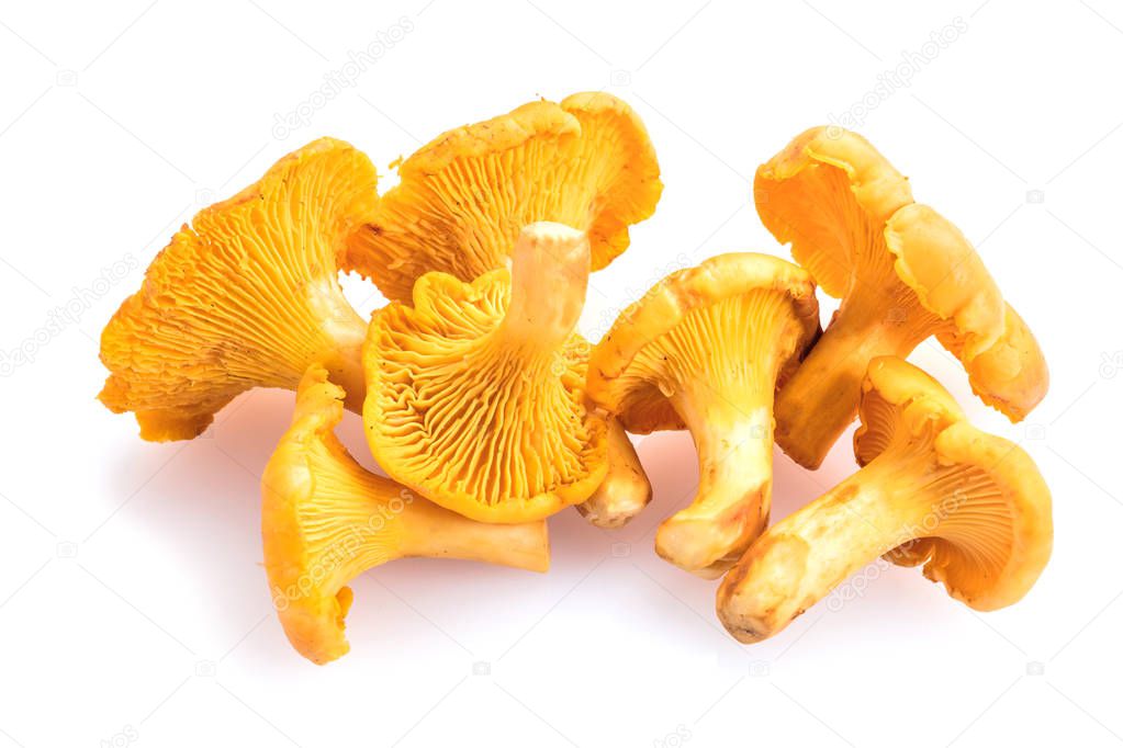 Chanterelle mushrooms isolated on a white background. Close up.