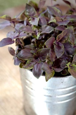 rustik masa üzerinde bir çiçek tencerede taze kırmızı ve Yeşil fesleğen bitki.