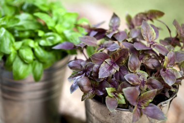 rustik masa üzerinde bir çiçek tencerede taze kırmızı ve Yeşil fesleğen bitki.