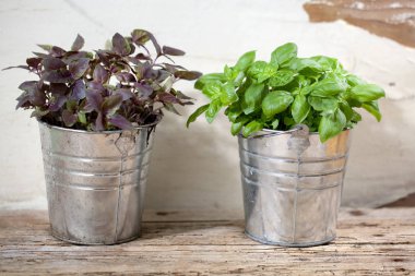 rustik masa üzerinde bir çiçek tencerede taze kırmızı ve Yeşil fesleğen bitki.