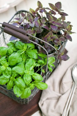 rustik masa üzerinde bir çiçek tencerede taze kırmızı ve Yeşil fesleğen bitki.