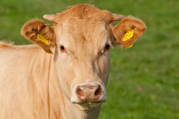 好奇心が強い見る白のドイツの群れ牛の緑の牧草地の上に立って — ストック写真