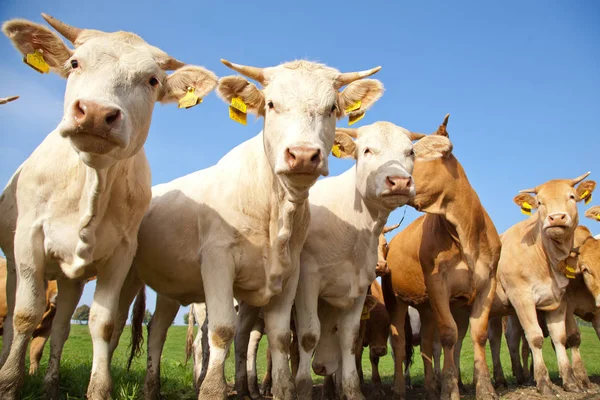 Manada Curiosas Vacas Alemanas Blancas Paradas Prado Verde —  Fotos de Stock