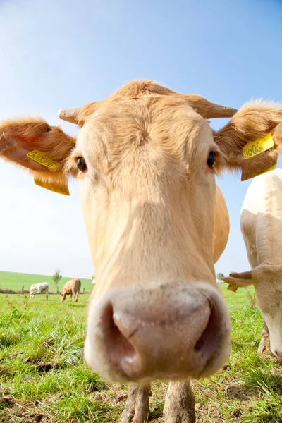 Manada Curiosas Vacas Alemanas Blancas Paradas Prado Verde — Foto de Stock