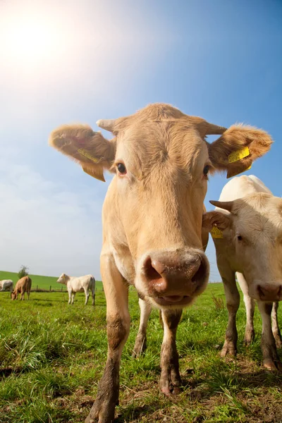 Manada Curiosas Vacas Alemanas Blancas Paradas Prado Verde — Foto de Stock