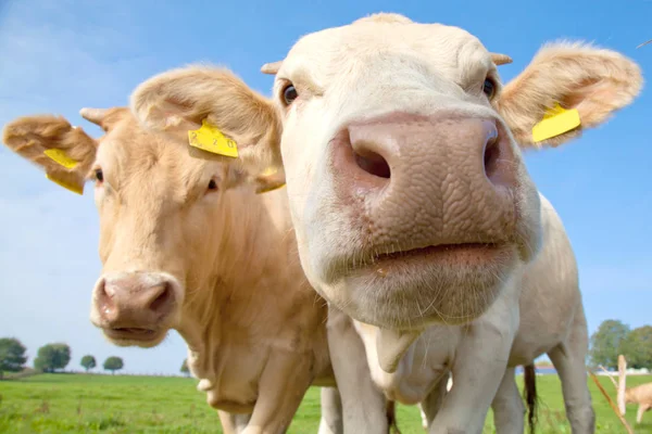 Manada Curiosas Vacas Alemanas Blancas Paradas Prado Verde — Foto de Stock