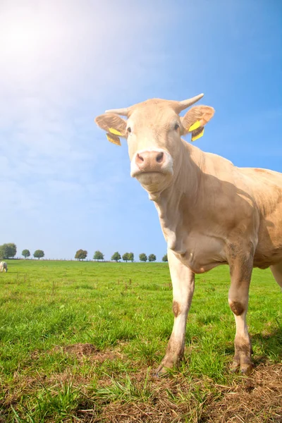 好奇心が強い見る白のドイツの群れ牛の緑の牧草地の上に立って — ストック写真