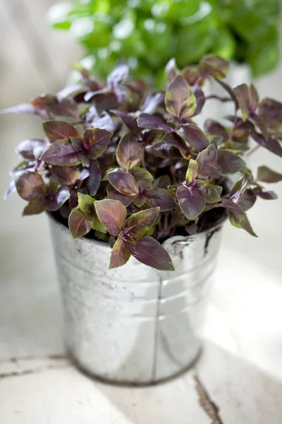 fresh red and green basil plant in a flower pot on rustic table.