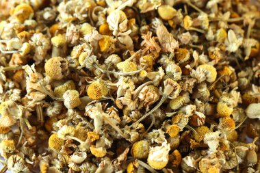 Beyaz arka plan üzerinde izole kurutulmuş papatya düğmeleri