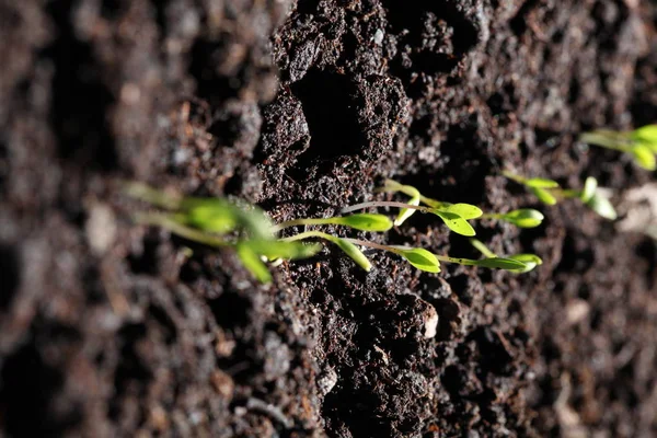 Groupe Germes Verts Poussant Partir Sol — Photo