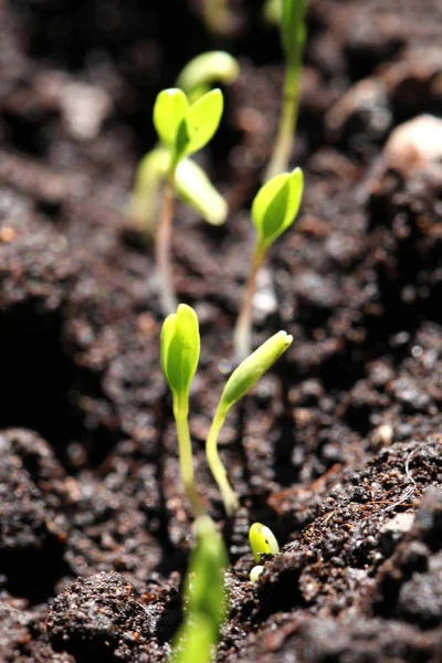 Groupe Germes Verts Poussant Partir Sol — Photo