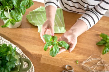 Bir yaprak fesleğen bitki holding