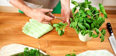 Bir yaprak fesleğen bitki holding