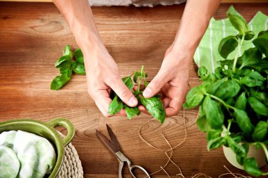 Bir yaprak fesleğen bitki holding