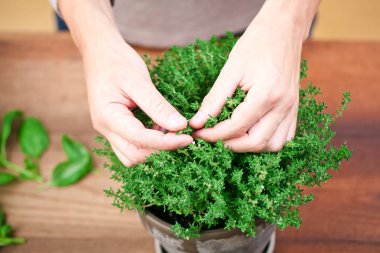 Hands.men mutfak evde taze hasat kekik.
