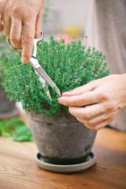 Hands.men mutfak evde taze hasat kekik.