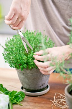 Hands.men mutfak evde taze hasat kekik.