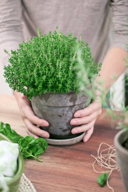 Hands.men mutfak evde taze hasat kekik.