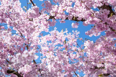 Güzel tam bloom kiraz çiçeği ağaçlar erken bahar sezonu. Japon bahçesinde bulunan yeşil çim pembe Sakura Japon çiçek.