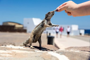 Bir sincap. Yaban hayatı fotoğraf güzel yakından.