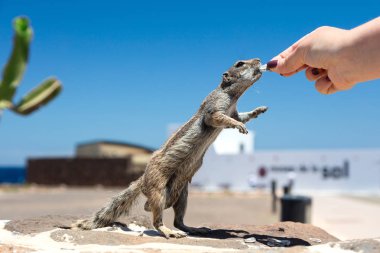 Bir sincap. Yaban hayatı fotoğraf güzel yakından.