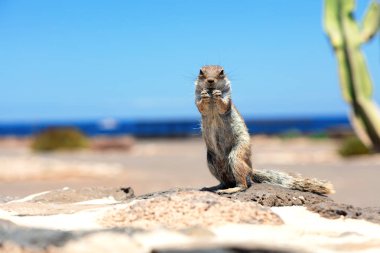 Bir sincap. Yaban hayatı fotoğraf güzel yakından.
