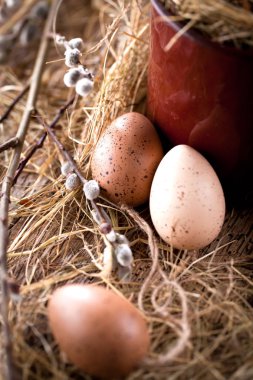 Tahta bir arka planda söğüt dalları ve bıldırcın yumurtaları