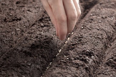 Tohum veya bir bitki doğal, toprak kağıt üzerinde dikim. Kamera düşük açılı veya üstten görünüm. Reklamlar için doğal arka plan.