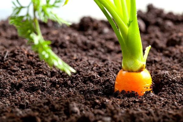 Cenoura Vegetal Cresce Jardim Solo Fundo Orgânico Closeup — Fotografia de Stock