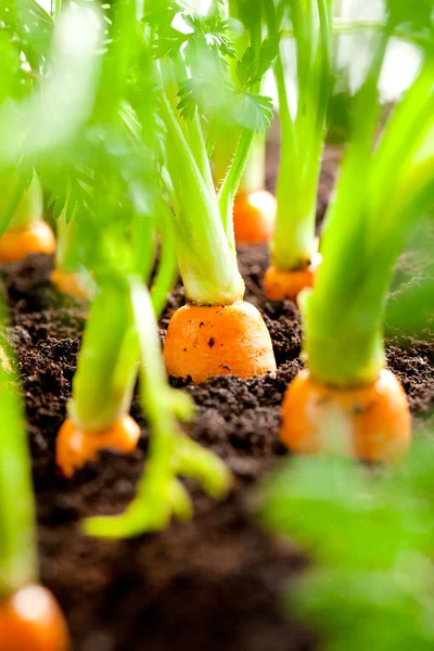 Carrot vegetable grows in the garden in the soil organic background closeup.