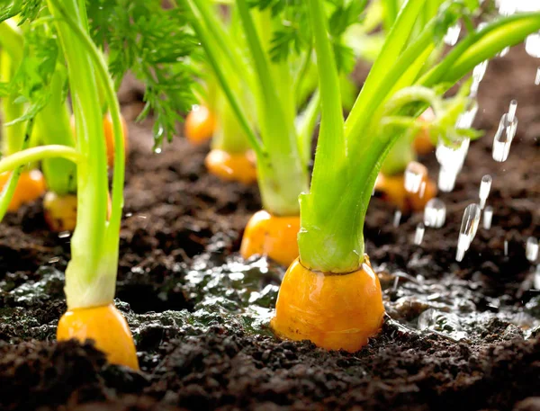 Carrot vegetable grows in the garden in the soil organic background closeup