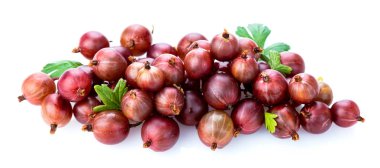 Yeşil yaprak beyaz arka plan üzerinde izole üç kırmızı Bektaşi üzümü. Kırpma yolu. Tam alan derinliği.