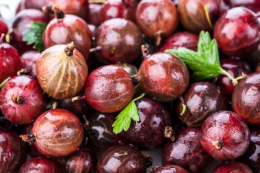 Kırmızı bektaşi yakın çekim, arka plan, makro fotoğraf