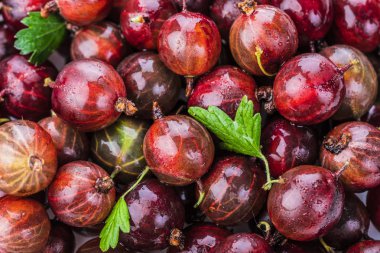 Kırmızı bektaşi yakın çekim, arka plan, makro fotoğraf