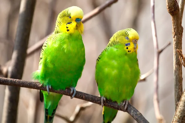 Muhabbet Kuşu Bir Dalda Oturur Papağan Parlak Yeşil Renkli Kuş — Stok fotoğraf