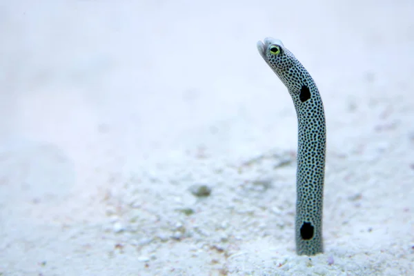 Cute face spotted garden eels are out of the sand