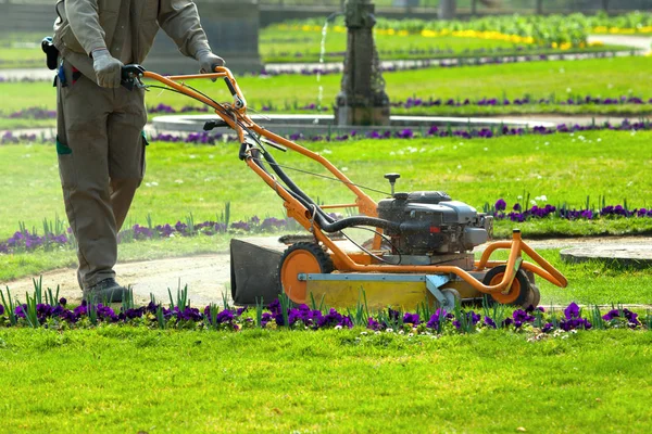 Process of lawn mowing, concept of mowing the lawn, lawnmower cutting grass with gardening tools.