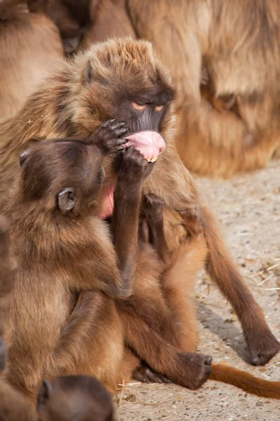 一只雪猴 日本猕猴 抱着她的孩子在一个温暖的春天附近 — 图库照片